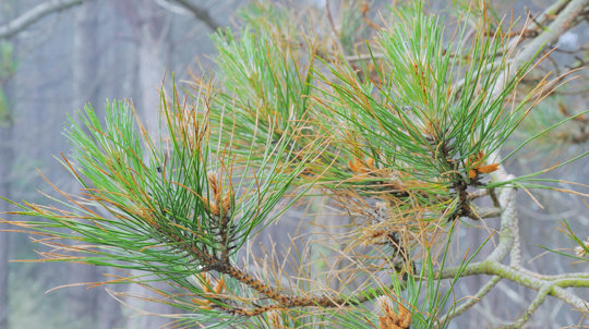 Red band needle blight discolouring on a pine tree