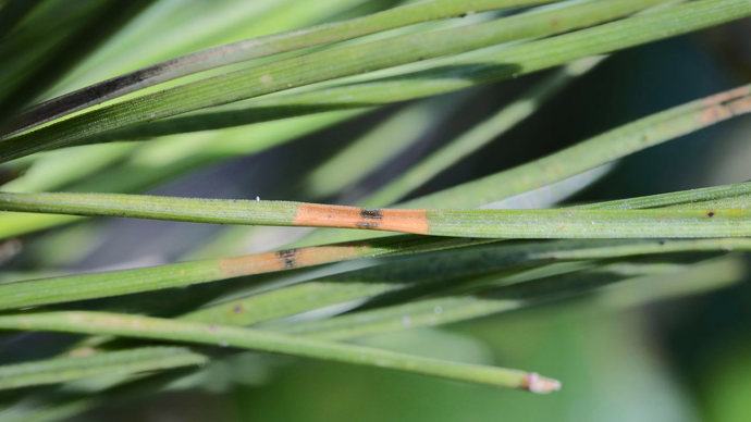 Symptomatic rust red band on needle
