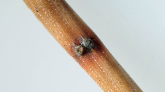 Black fungus of red band needle blight on pine needle
