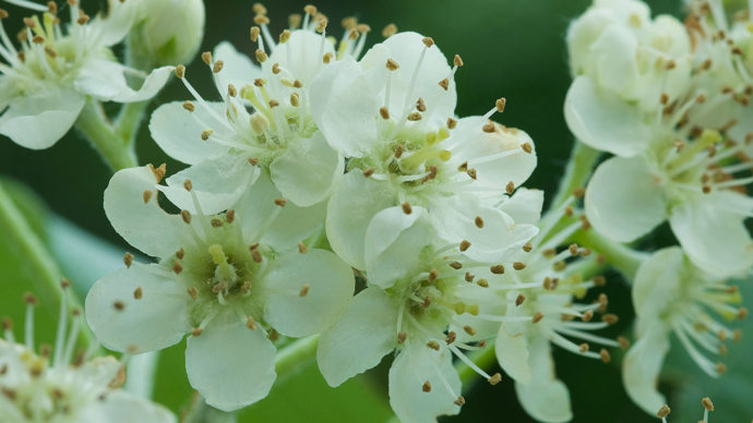Whitebeam flowers close up