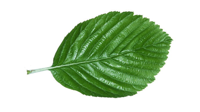 Whitebeam single leaf against a white background