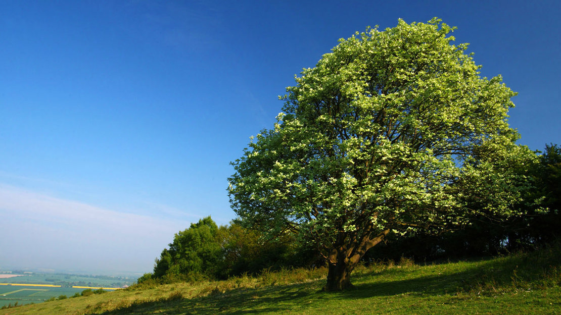 Whitebeam tree in a field against a blue sky