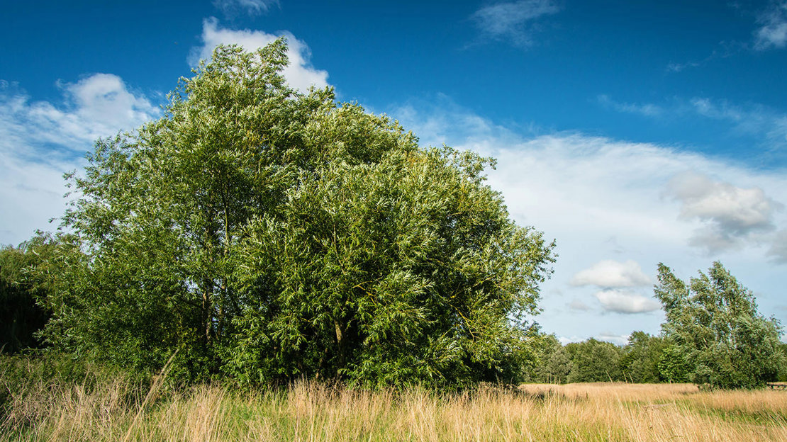 Crack willow overall tree