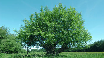 Whole crack willow tree in a field