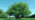 Whole crack willow tree in a field