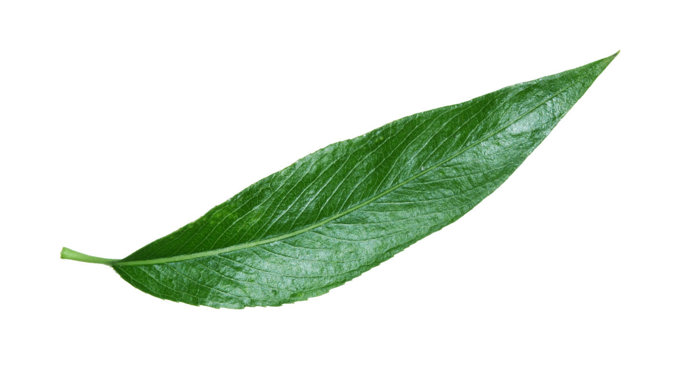 Crack willow single leaf on white background
