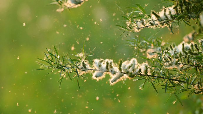 Willow seed dispersal