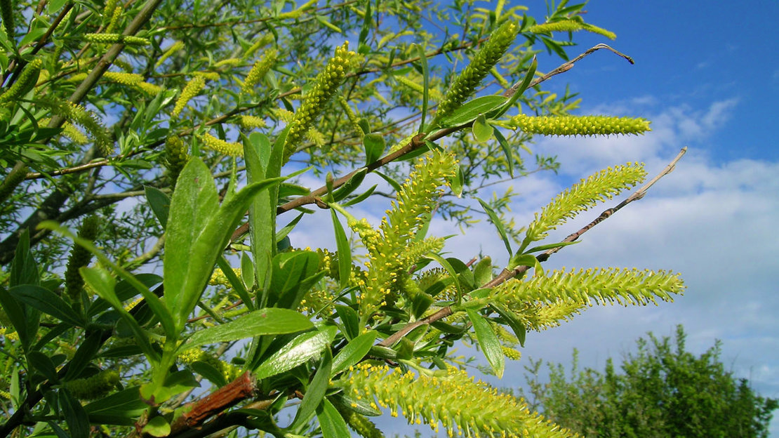 Crack willow catkins