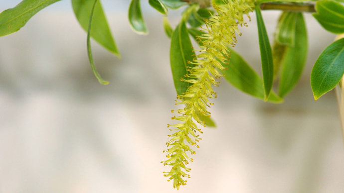 Crack willow male catkin