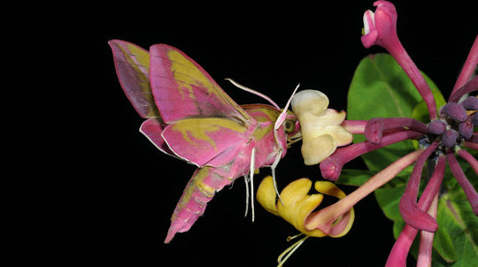 Honeysuckle and elephant hawk-moth