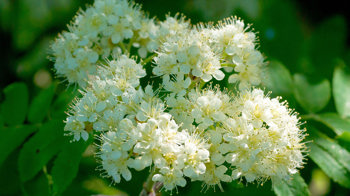 Close up of rowan flowers