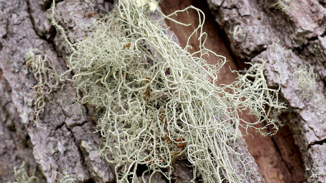 Usnea ceratina fertile lichen