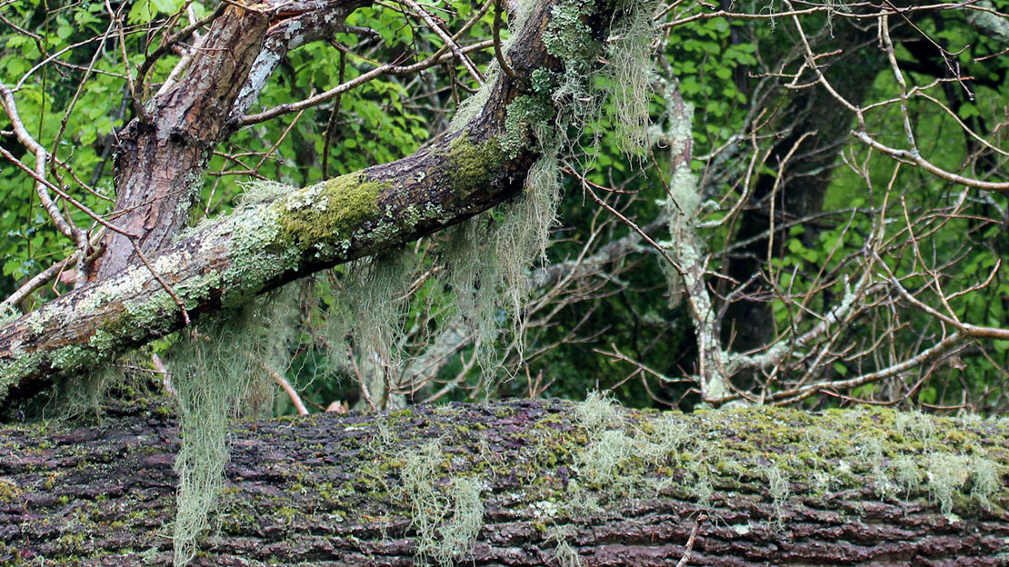 Usnea lichen in the New Forest