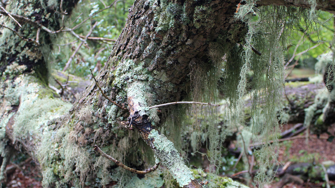 Usnea lichen in the New Forest