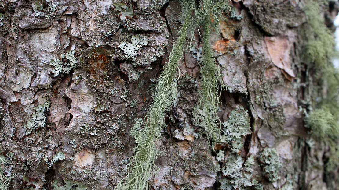 Usnea filipendila