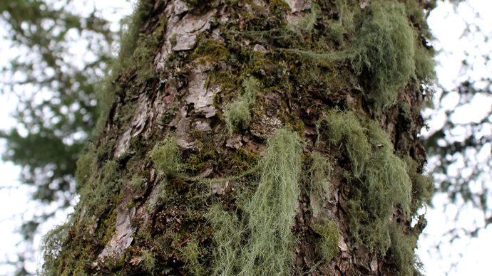 Usnea filipendula