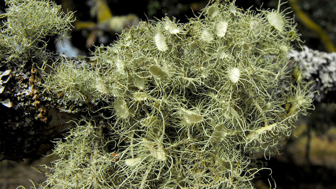 Usnea florida lichen at Ty Canol