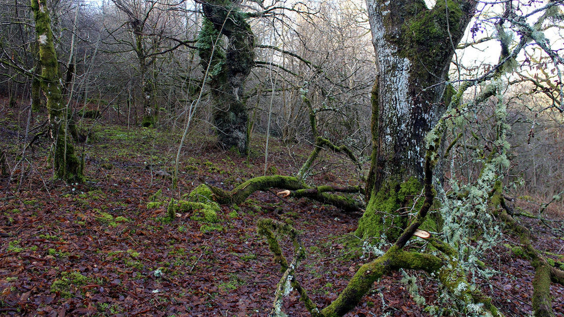 Usnea rich woodland