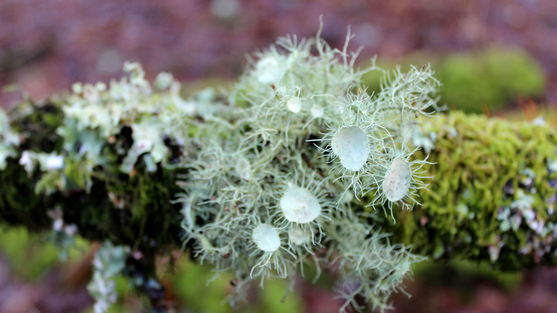 Usnea florida