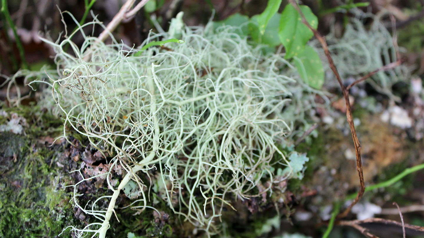 Beard Lichens (Usnea Species) - Woodland Trust