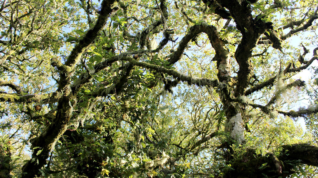 Usnea lichens in Wistman's Wood
