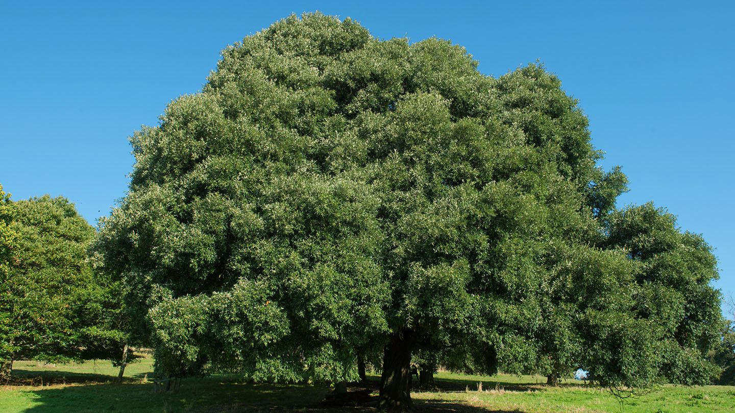 Holm Oak (Quercus ilex) - British Trees - Woodland Trust