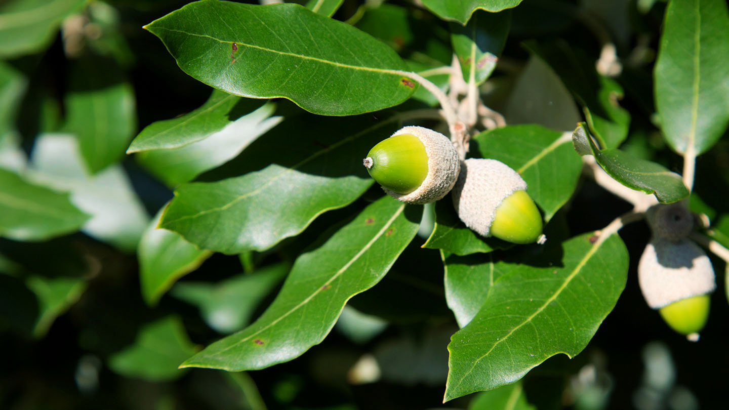 Holm Oak (Quercus ilex) - British Trees - Woodland Trust