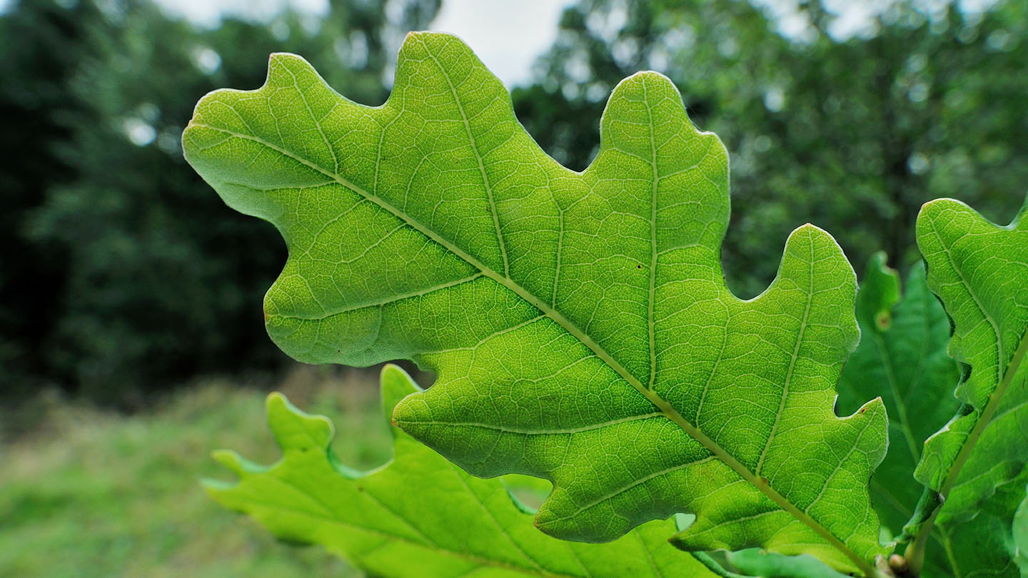 pictures of oak tree leaves