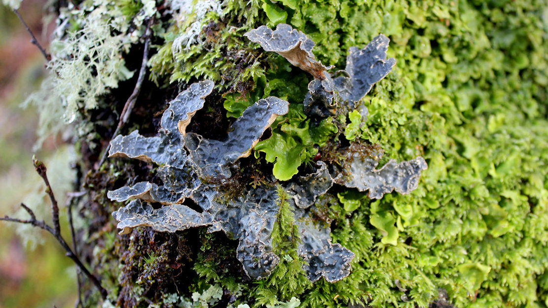 Lobaria scrobiculata