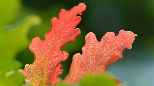 English oak leaves in autumn in Glen Finglas close-up
