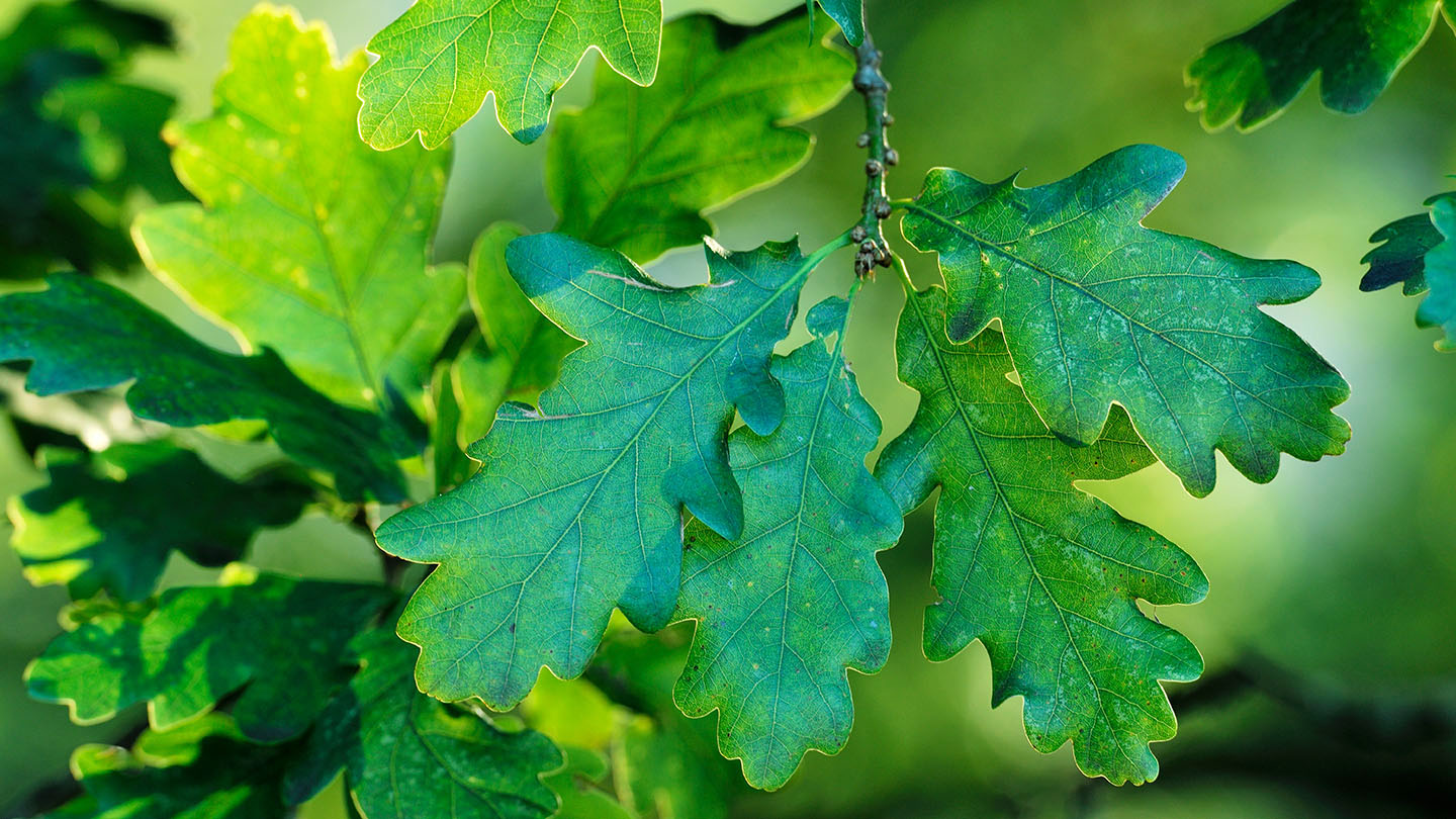 English Oak (Quercus robur) - British Trees - Woodland Trust