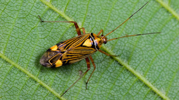 Fine streaked bugkin on leaf