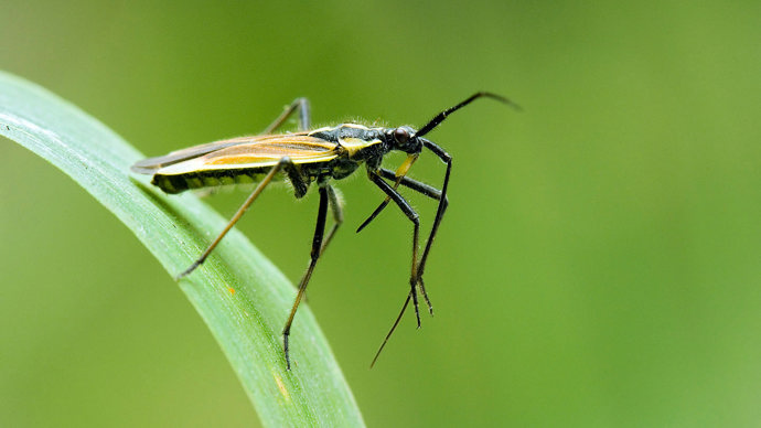 Fine streaked bugkin on a blade of grass