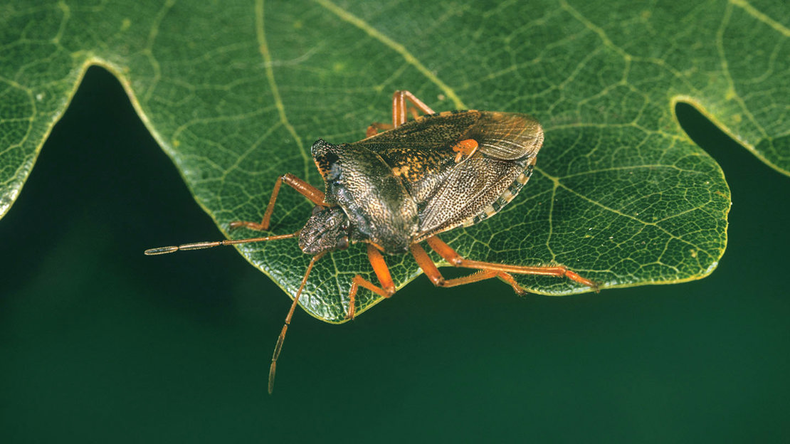 Forest shield bug on an Acer leaf