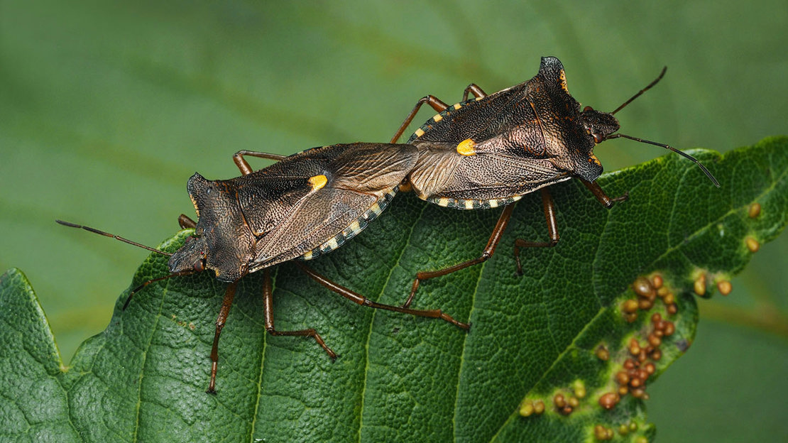 Forest shield bugs mating