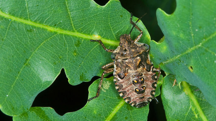 Forest shield bug larva