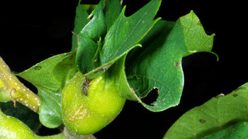 Gall on the leaf of a sweet chestnut leaf