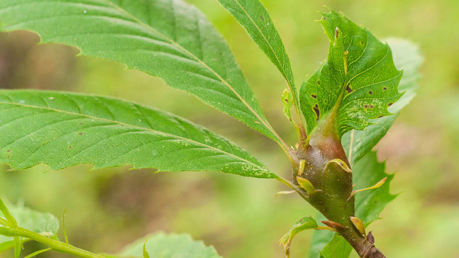 Gall on the leaf stem of horse chestnut