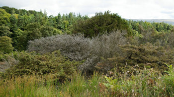 Dead juniper tree infected by Phytopthora austrocedri