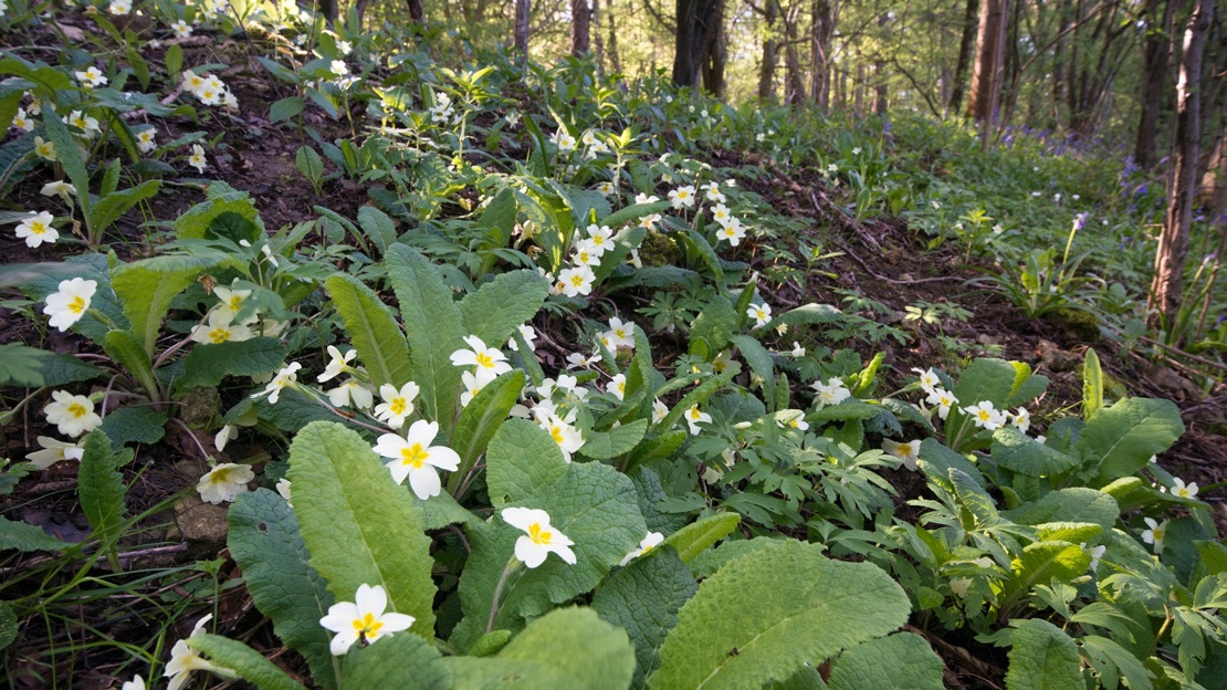 Primrose flowers carpet a woodland floor