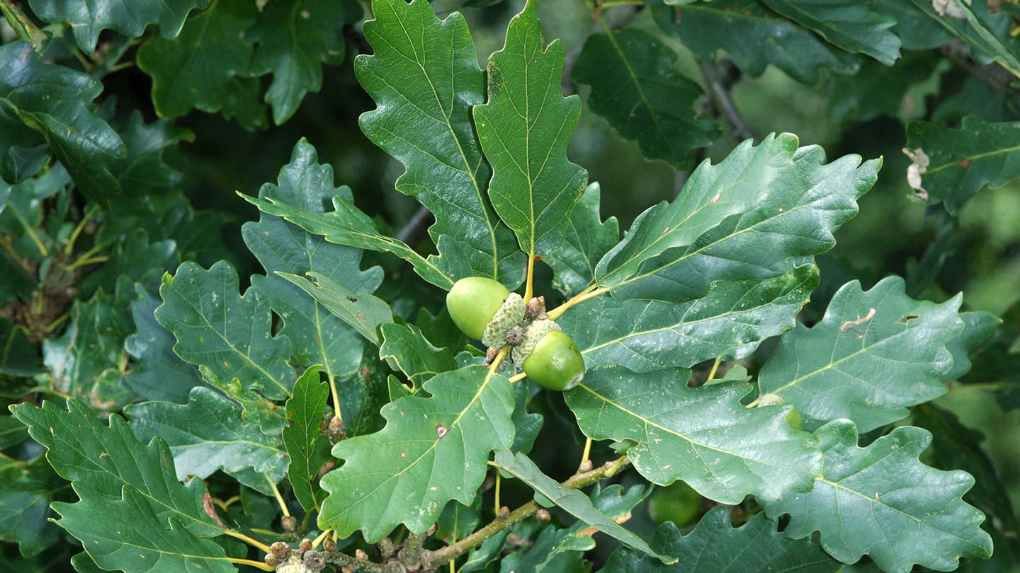 Red Oak (quercus Rubra) - British Trees - Woodland Trust