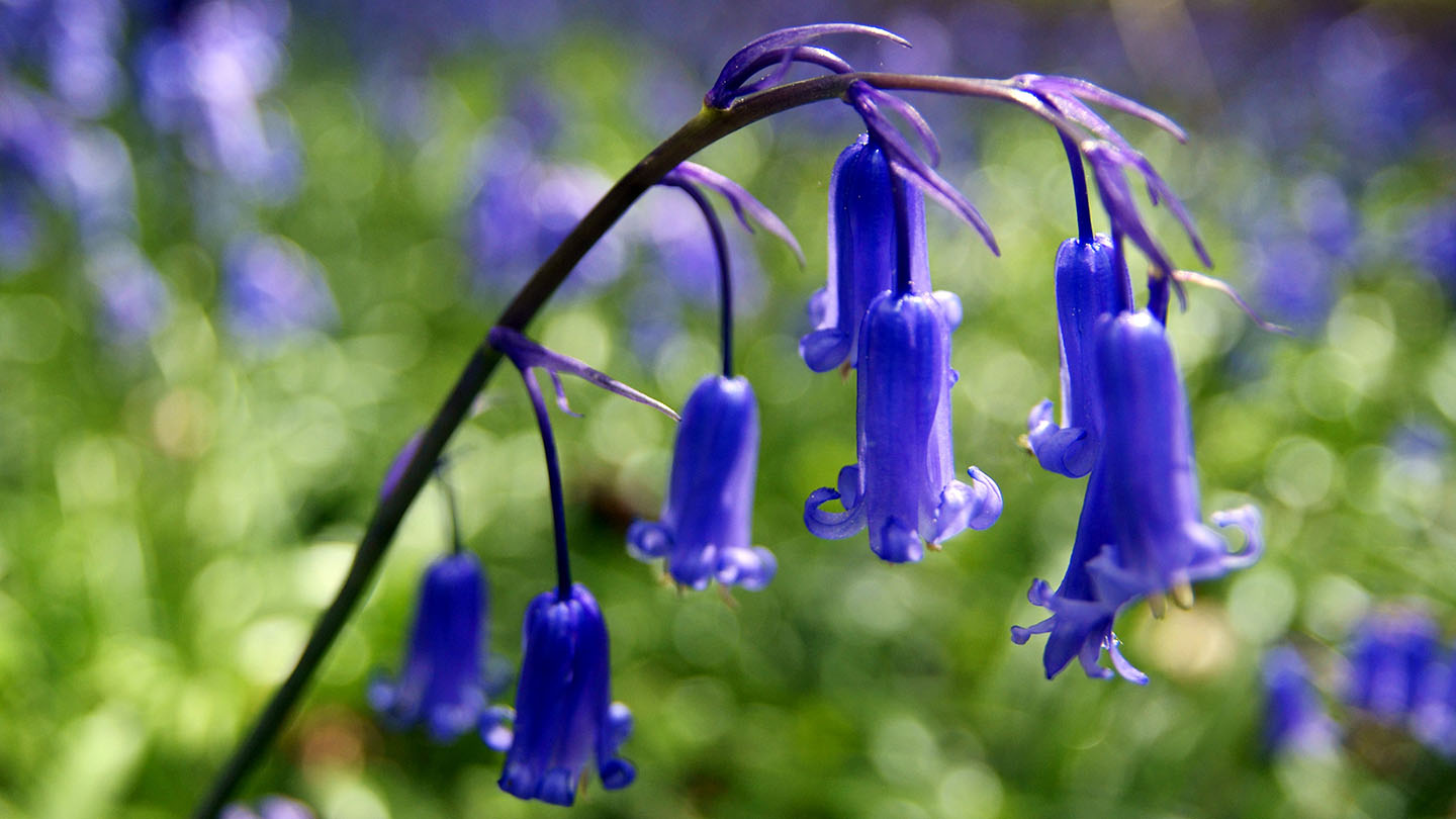 Bluebell Common (Hyacinthoides non-scripta) Blue Bell Flower Harebell