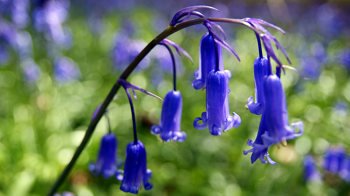 Bluebells close-up