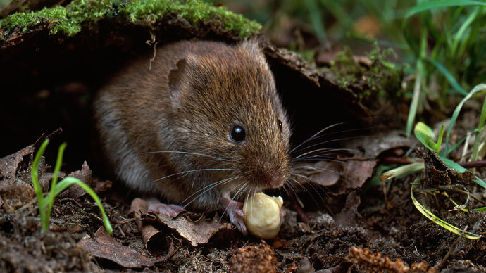 Field vole eating bluebell bulb