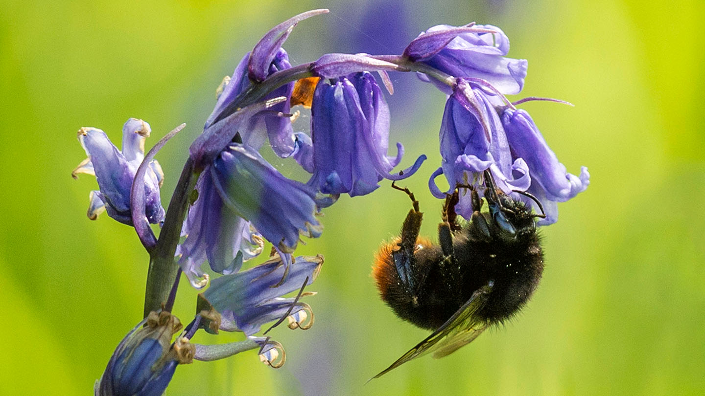 Bluebell (Hyacinthoides nonscripta) Woodland Trust