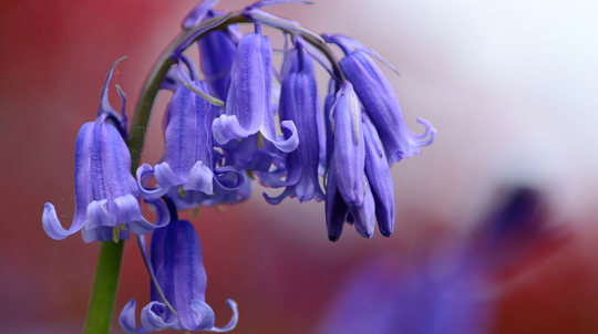 Bluebell close-up