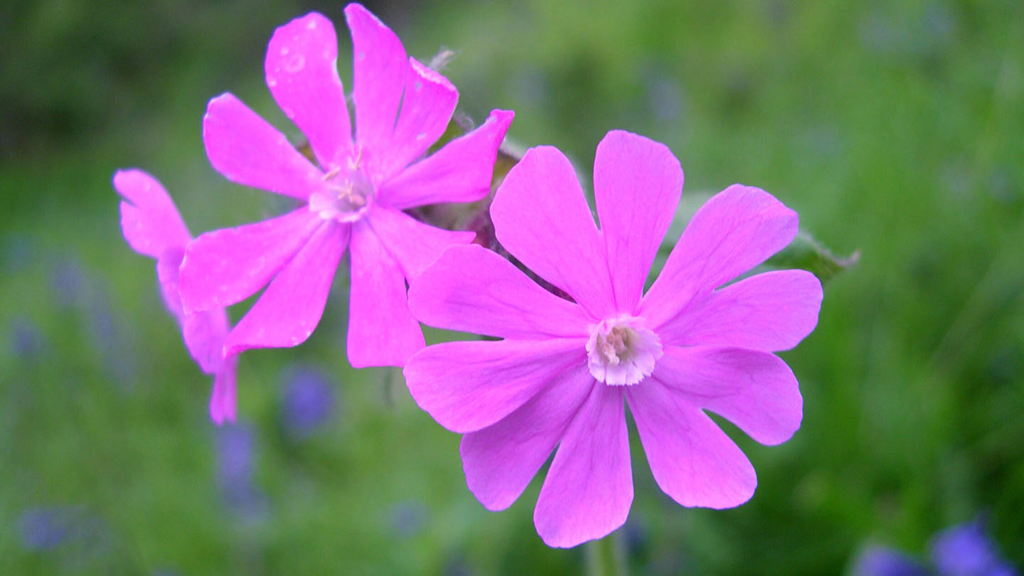 Red campion (Silene dioica) - Woodland Trust