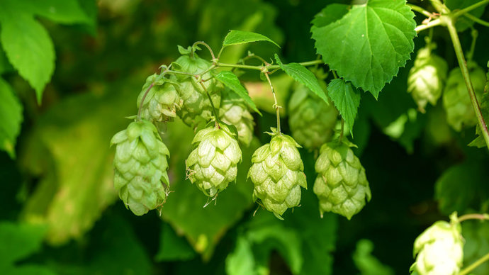 Hop female flowers