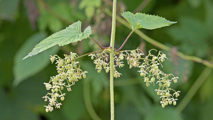Hop male flowers
