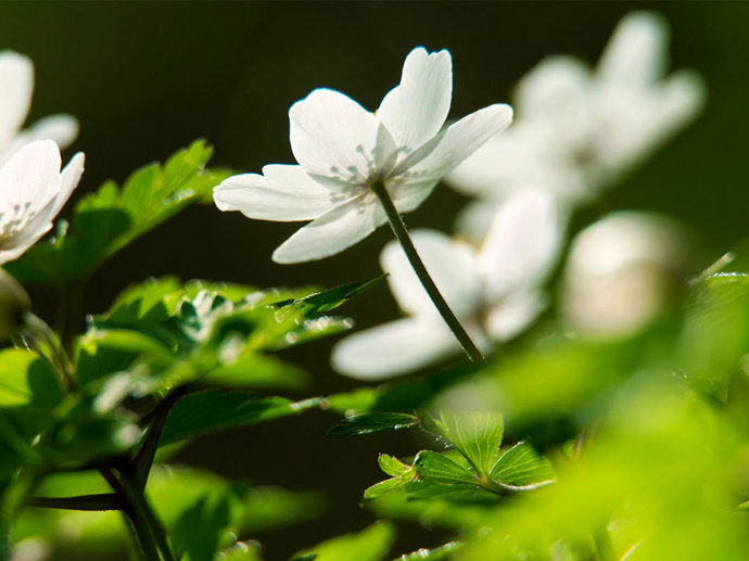 Umbraco.Cms.Infrastructure.PublishedCache.Property